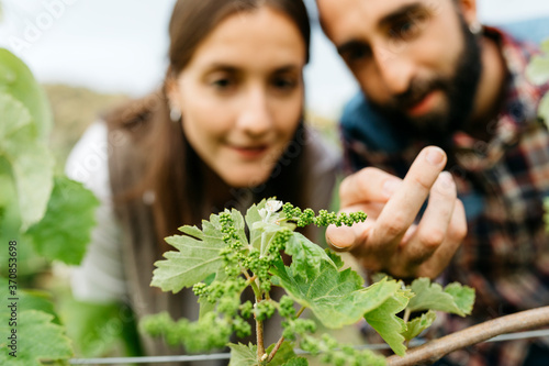 Couple examining grape plants at vineyard photo