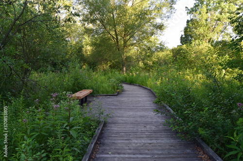 Quiet summer landscape with a wooden walkway surrounded by green trees