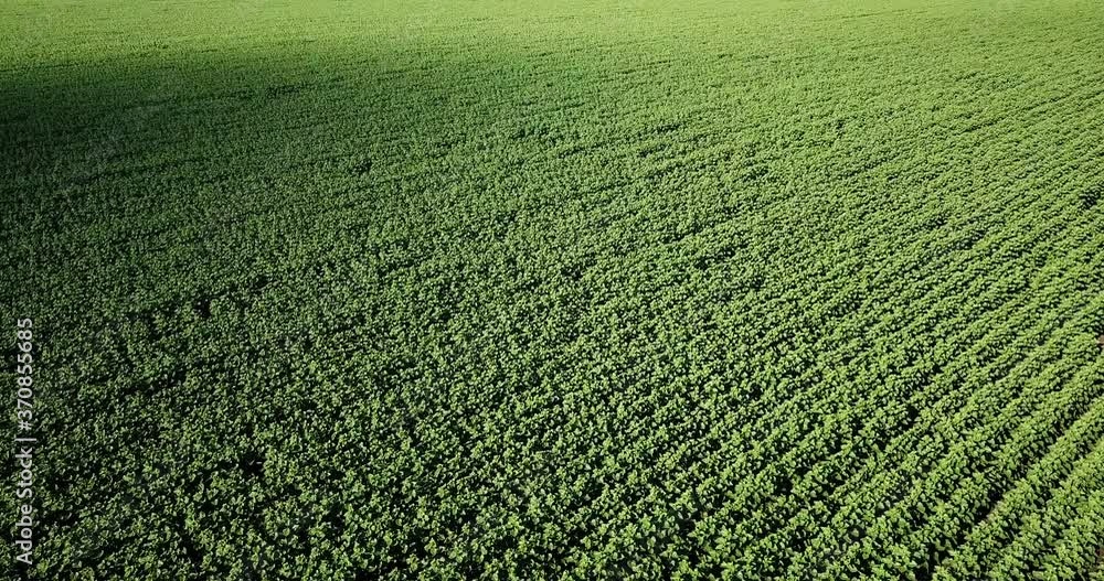 Aerial view of sunflower field. Copter view Aerial view of sunflower field. Copter view