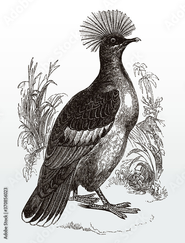 Threatened Western crowned pigeon, goura cristata standing on the ground between plants, after an antique illustration from the 19th century