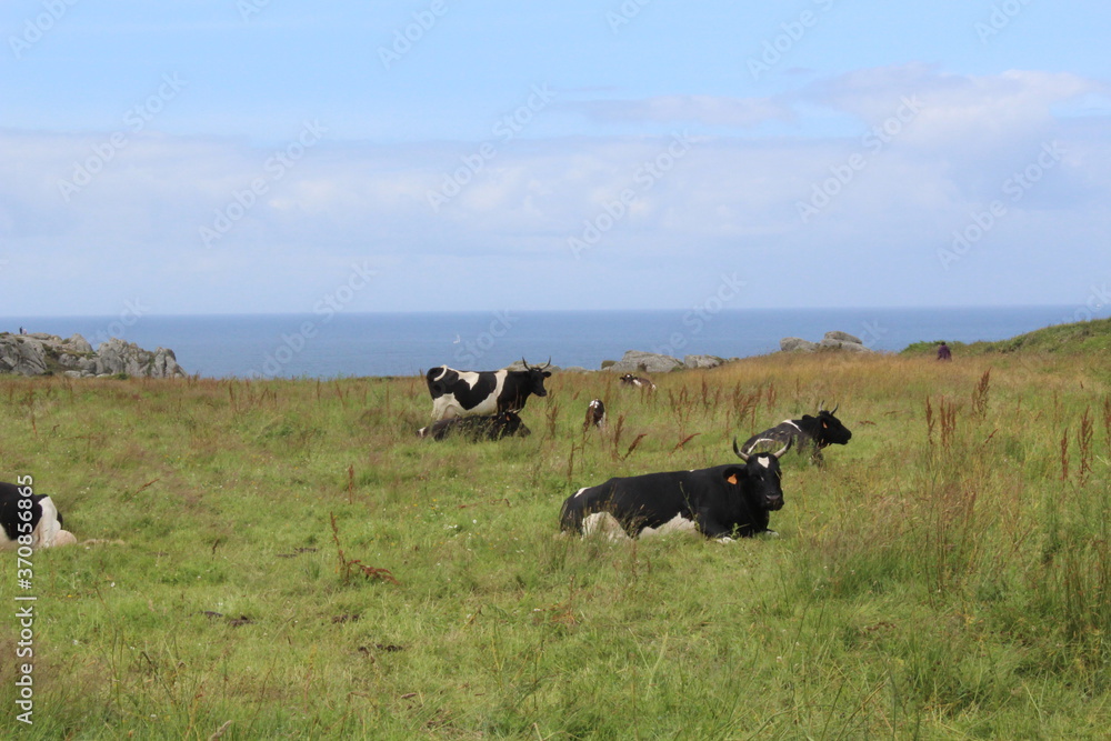 Fototapeta premium Une vache à la mer