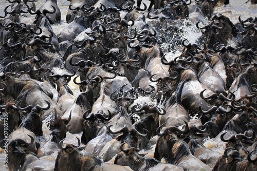 Wildebeest migration