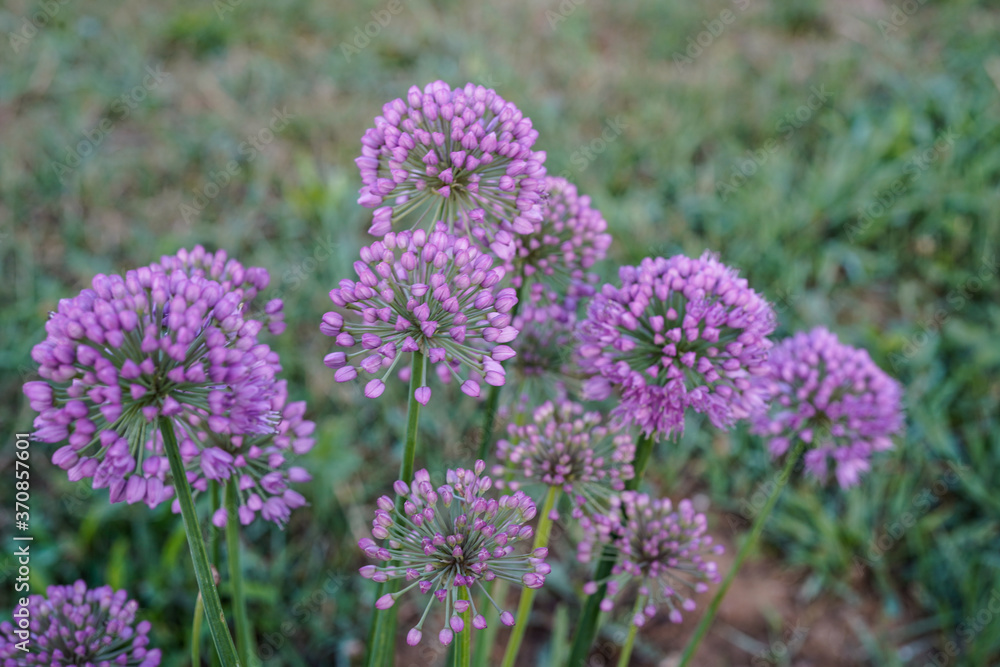 Closeup of a Allium plant with purple flowers. Closeup of a Allium plant with purple flowers.
