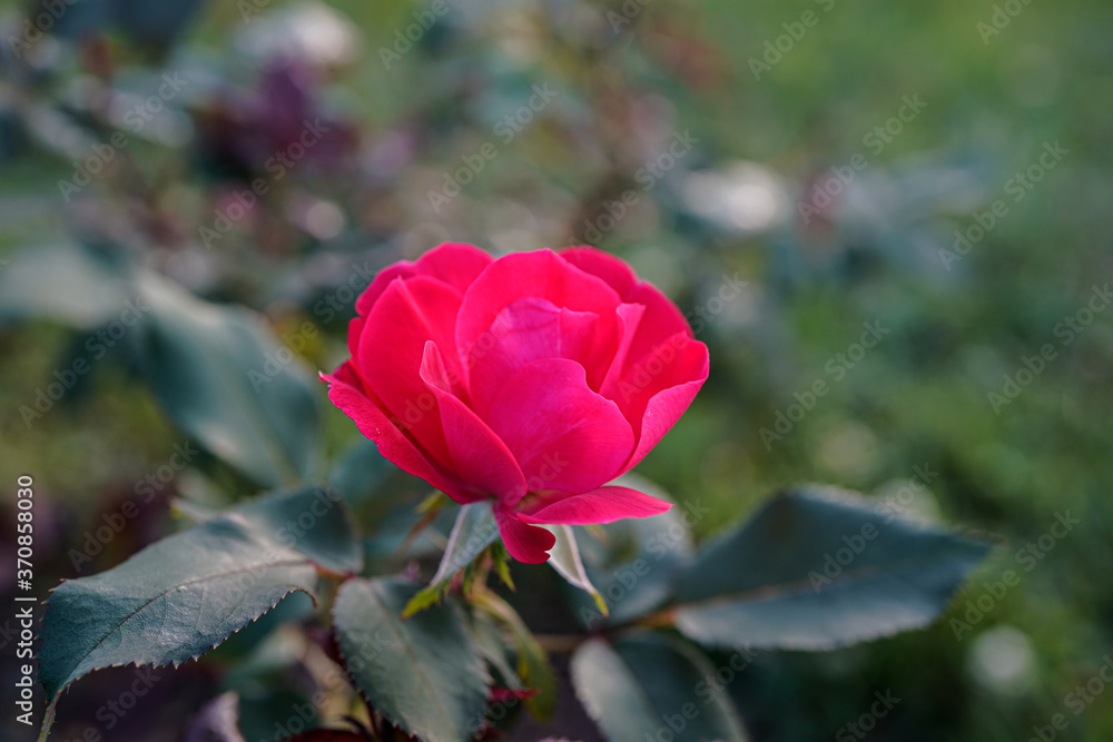 Stunning red rose growing outdoors with a bokeh background. Stunning red rose growing outdoors with a bokeh background.