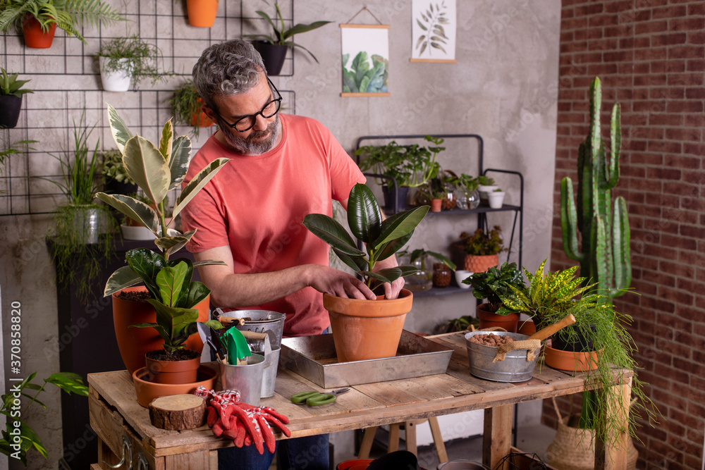 Mature man planting rubber fig in pot on table at plant nursery Mature man planting rubber fig in pot on table at plant nursery