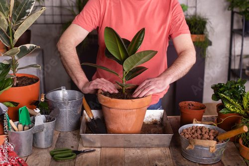 Man planting rubber fig in pot at plant nursery