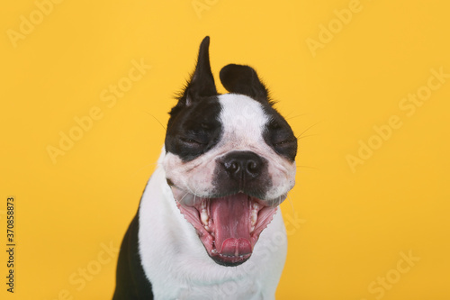 Portrait of boston terrier puppy yawning in front of yellow background photo