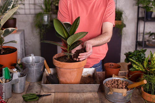 Mature man filling rubber fig pot with dirt in plant nursery