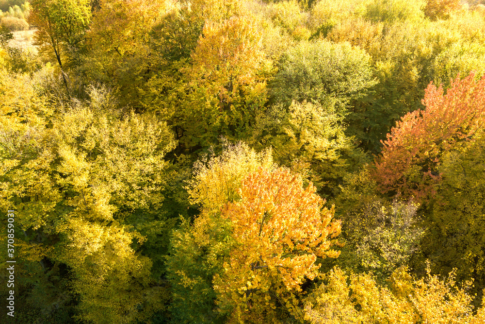 Top down aerial view of green and yellow canopies in autumn forest with many fresh trees.