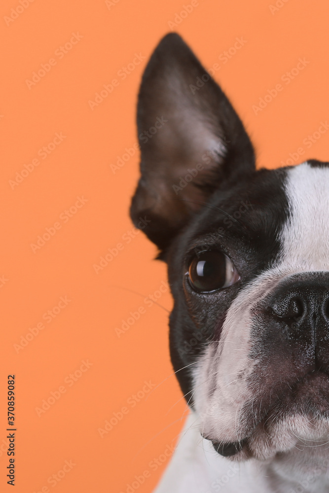Portrait of boston terrier puppy in front of orange background Portrait of boston terrier puppy in front of orange background