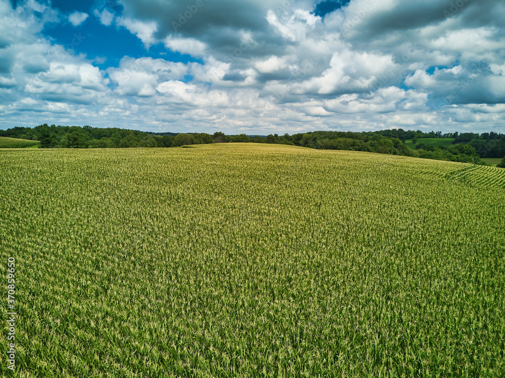 Aerial Drone images of Amish country cornfields in Pennsylvania countryside showing the various patterns in the corn