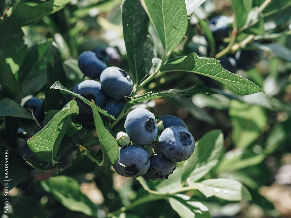 Big blue berries grow on bush branches. Blueberries are summer berries. Harvesting. Blueberries are blueberries. Sweet berries. The berries grow in the garden. Big blue berries grow on bush branches. Blueberries are summer berries. Harvesting. Blueberries are blueberries. Sweet berries. The berries grow in the garden.