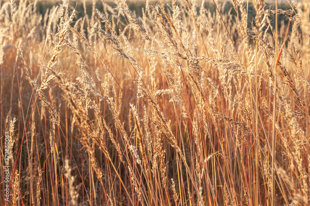 Fototapeta premium Golden grass illuminated by sunshine. 