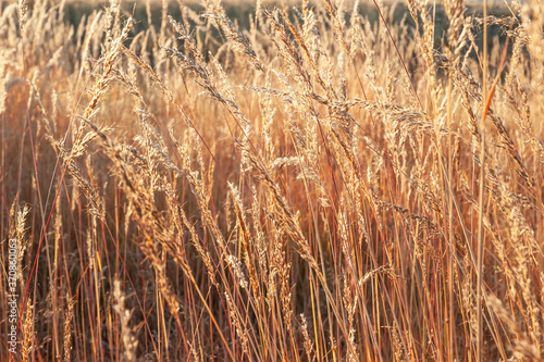 Golden grass illuminated by sunshine. 