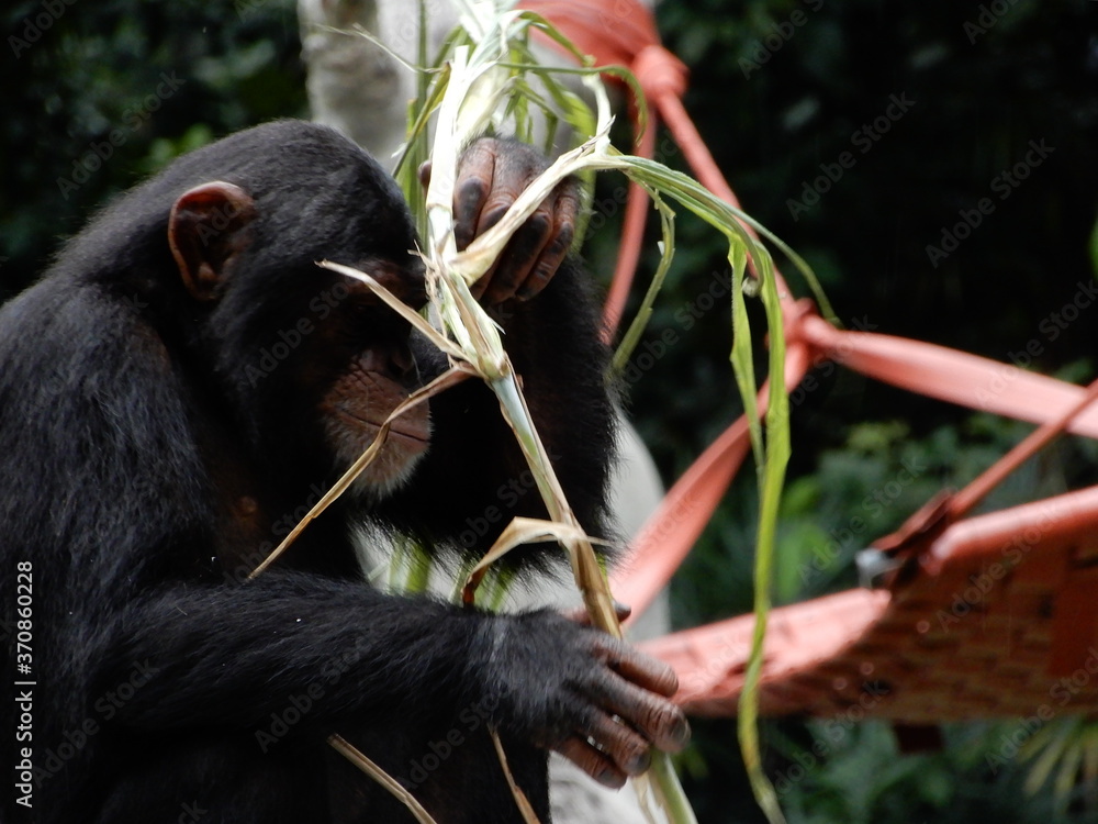 Obraz premium Closeup of monkey playing with stick