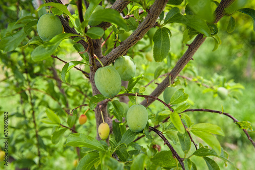 Young green fruit ripening on a plum tree.