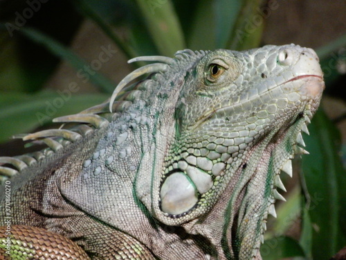 Closeup of green lizard