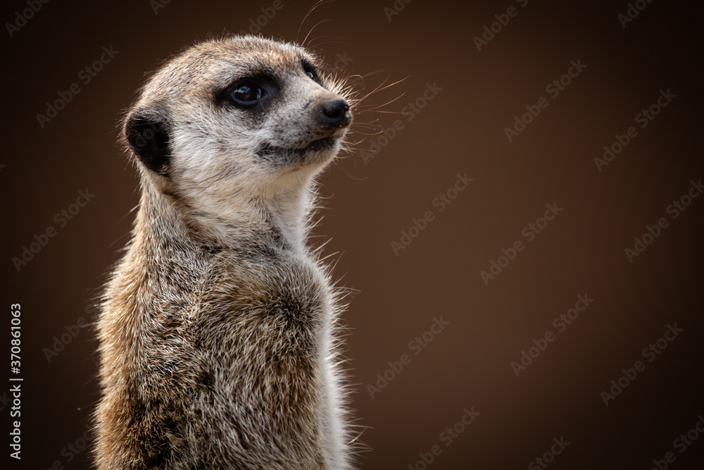 meerkat portrait looking over shoulder meerkat portrait looking over shoulder