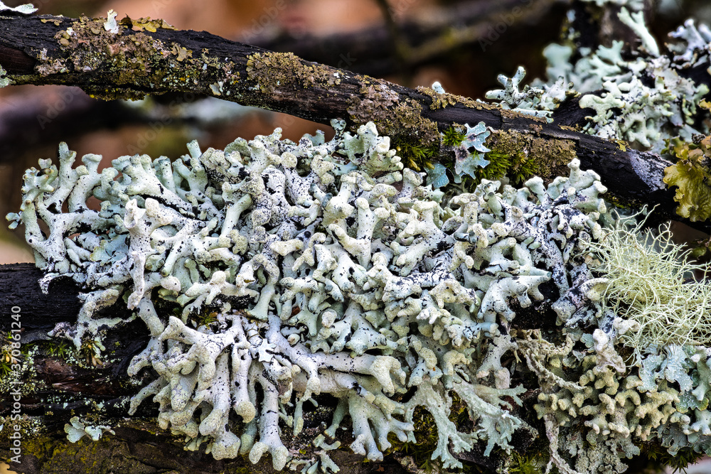 Lichen Covering Tree Branches, Palouse, WA Lichen Covering Tree Branches, Palouse, WA
