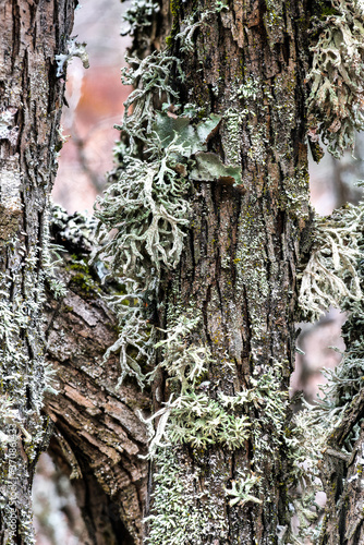 Ramalina or Strap Lichen on a Tree, WA photo
