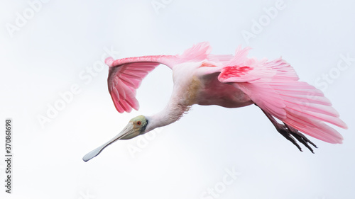Close up of roseate spoonbill flying mid air in sky photo