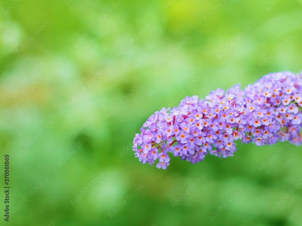 flor púrpura alargada con fondo verde desenfocado, precioso bokeh, verde, arbusto de las mariposas, flor púrpura alargada con fondo verde desenfocado, precioso bokeh, verde, arbusto de las mariposas,