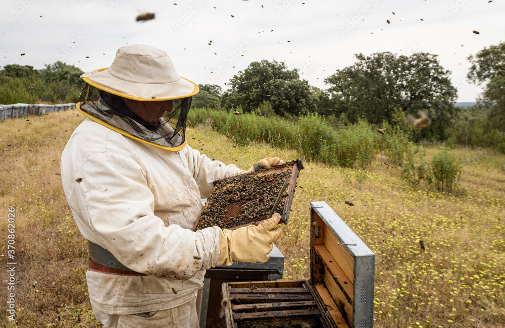 Rural and natural beekeeper, working to collect honey from hives with honey bees. Beekeeping concept, self-consumption, Rural and natural beekeeper, working to collect honey from hives with honey bees. Beekeeping concept, self-consumption,