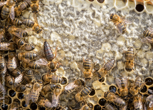 Mistress bee colonies. Queen bee is larger than worker bee. Queen bee surrounded by her workers.