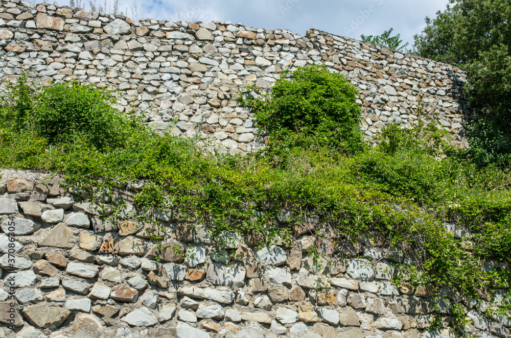 ivy wall ivy wall