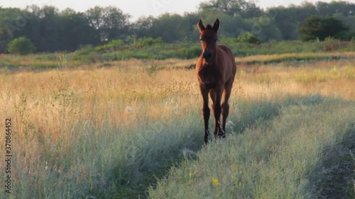 Wallpaper Mural Foal in a field on a country road on a sunny day. Village foal. Copy space Torontodigital.ca