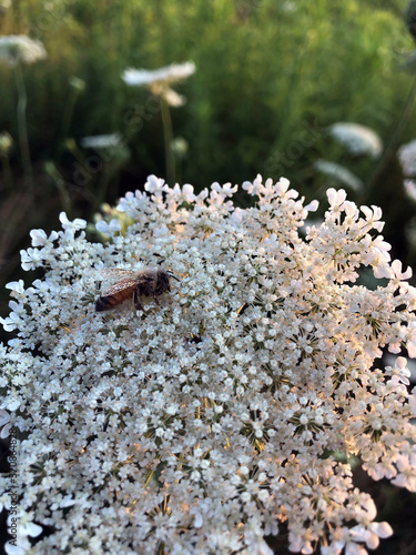 Wallpaper Mural Dew covered bee lays on white flower at sunrise Torontodigital.ca