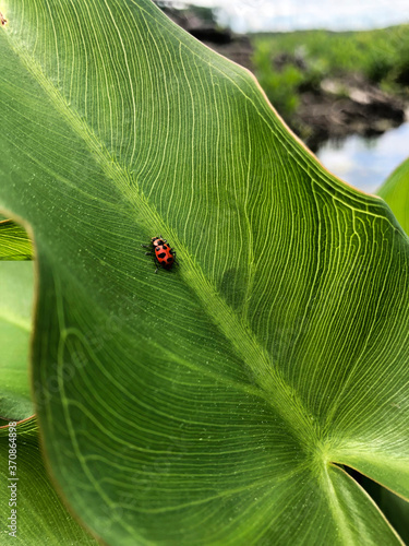 Wallpaper Mural Red and black dot beetle crawling on a large, striped leaf Torontodigital.ca