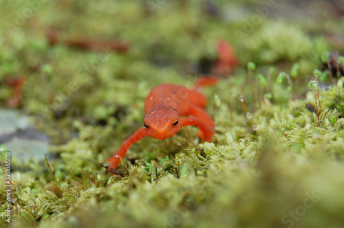 Wallpaper Mural Red-orange Eastern Newt walking on mossy rock Torontodigital.ca