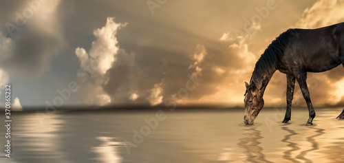 a dark horse drinks water from a lake golden sunset. © Njay