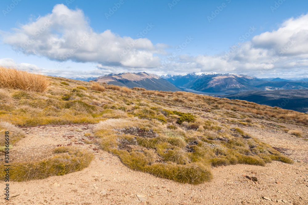 alpine vegetation growing on arid slopes in Nelson Lakes National Park, South Island, New Zealand