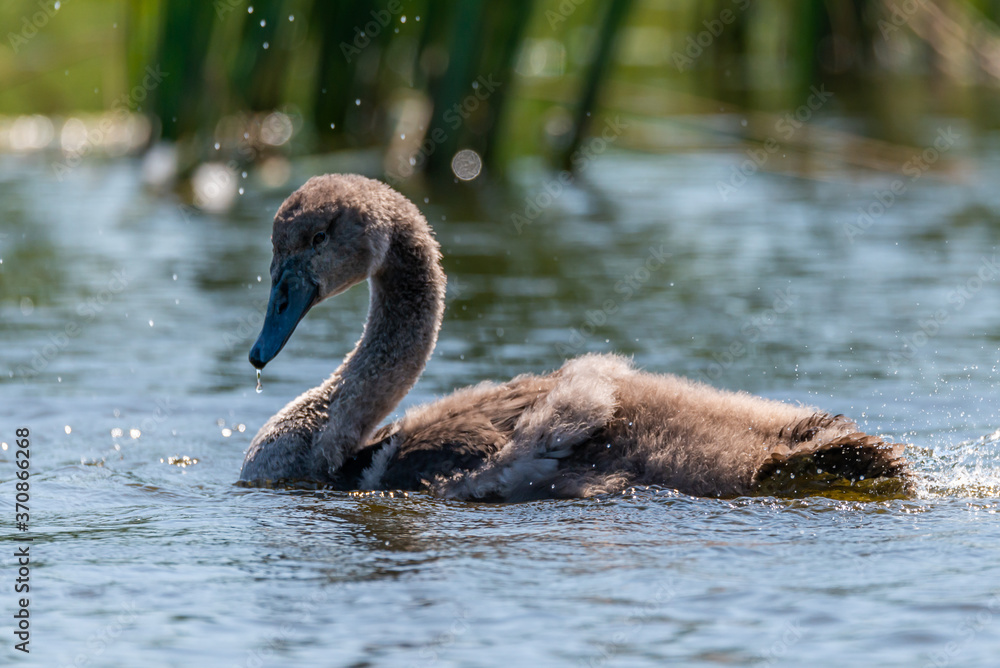 Fototapeta premium young swans