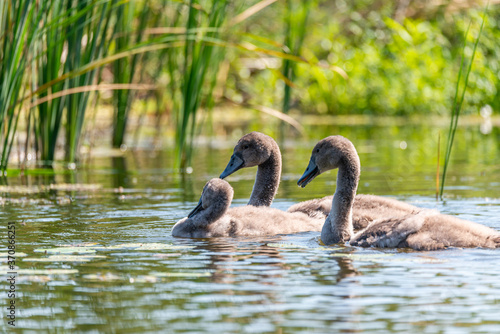 young swans