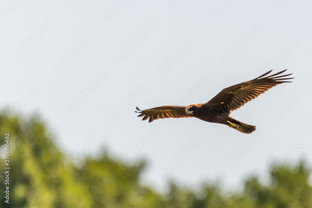 Circus aeruginosus Circus aeruginosus