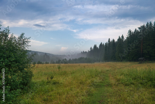 Fototapeta Naklejka Na Ścianę i Meble -  Summer landscape green meadow on a background of forest and cloudy sky.