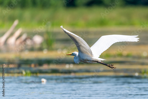 white heron © Krzysztof