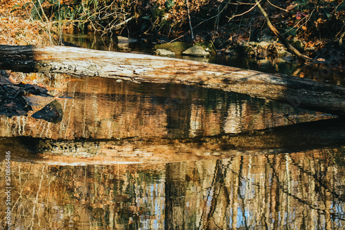 A Small Fallen Tree Over a Creek Cassting a Reflection of Itself