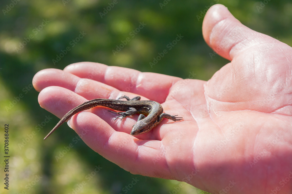 Obraz premium Green lizard in a man's hand in the summer on the stree