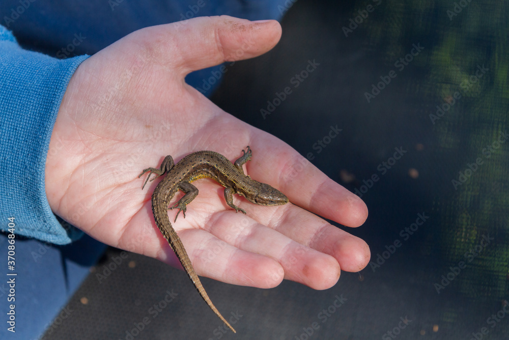 Fototapeta premium Green lizard in a child's hand in the summer on the street