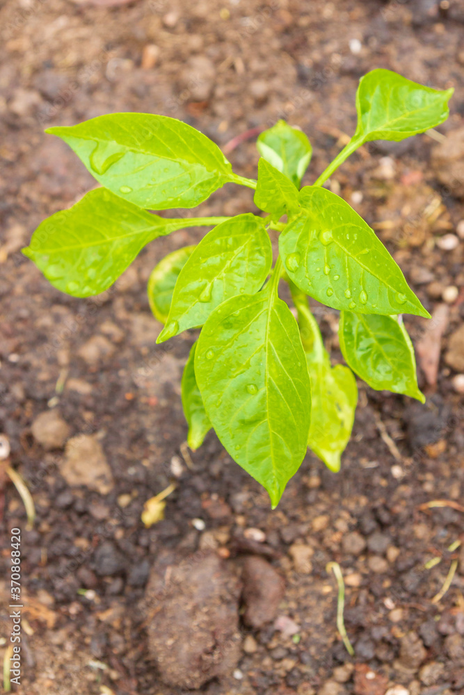Pepper seedlings grow in the garden in summer Pepper seedlings grow in the garden in summer