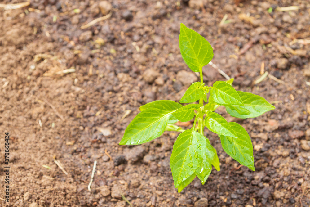 Pepper seedlings grow in the garden in summer Pepper seedlings grow in the garden in summer