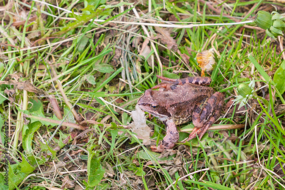 Fototapeta premium Brown spotted frog walks in the garden in summer.