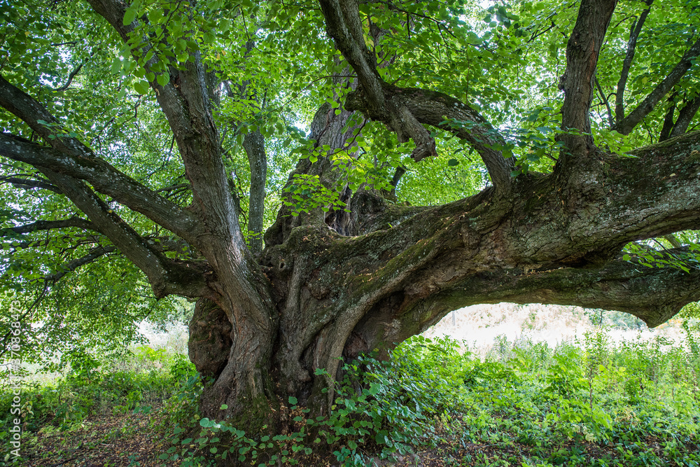 An old linden tree, with knotty branches and textured bark. An old linden tree, with knotty branches and textured bark.