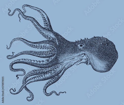 Pale octopus pallidus from Southwest Pacific Ocean isolated on a blue background, after antique illustration from 19 C