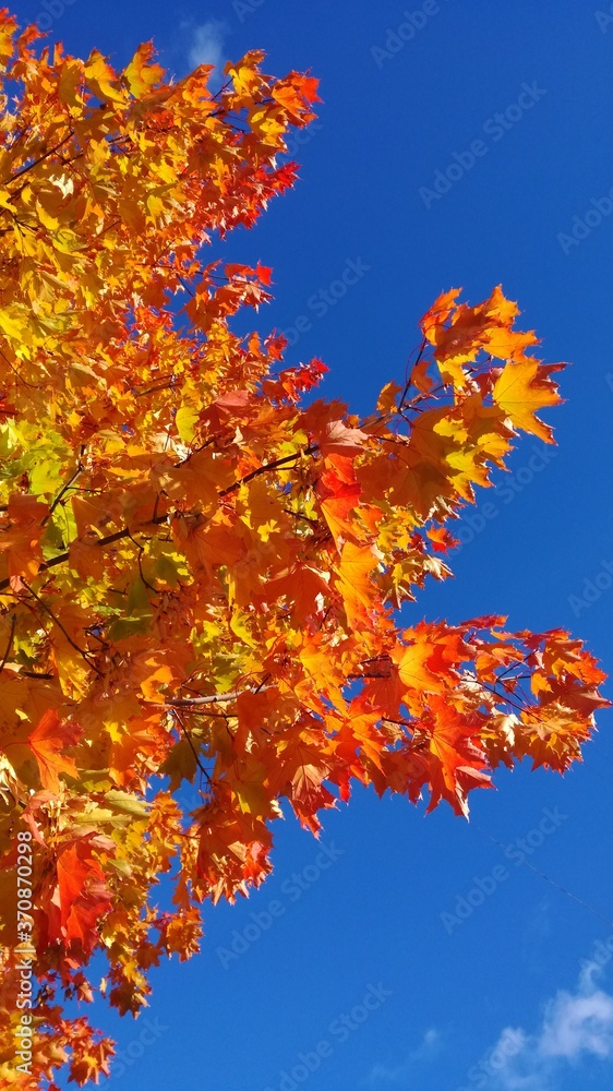 Autumn foliage against a blue sky with thin clouds on a Sunny day Autumn foliage against a blue sky with thin clouds on a Sunny day