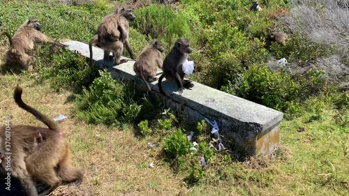 4K summer day video of baboons troop playing around parking area in Cape of Good Hope Nature Reserve, most popular tourist attraction, near Cape Town in Cape Peninsula, Western Cape, South Africa